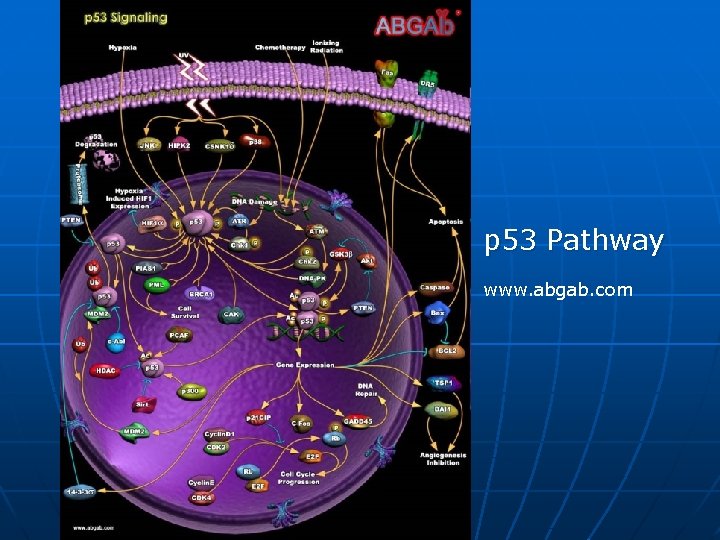 p 53 Pathway www. abgab. com 
