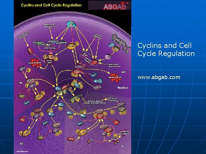 Cyclins and Cell Cycle Regulation www. abgab. com 