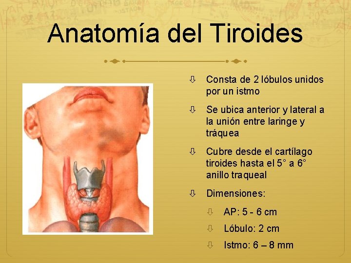 Anatomía del Tiroides Consta de 2 lóbulos unidos por un istmo Se ubica anterior