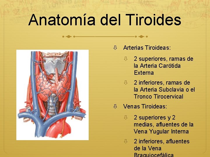 Anatomía del Tiroides Arterias Tiroideas: 2 superiores, ramas de la Arteria Carótida Externa 2