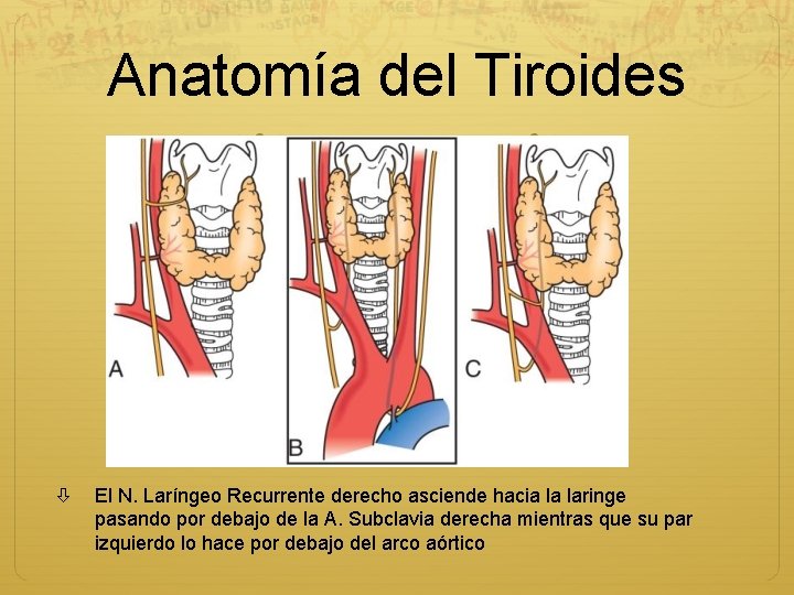 Anatomía del Tiroides El N. Laríngeo Recurrente derecho asciende hacia la laringe pasando por