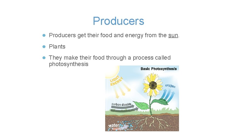 Producers ● Producers get their food and energy from the sun. ● Plants ●