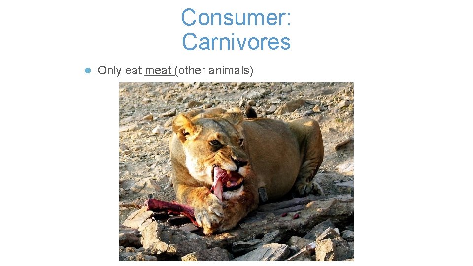 Consumer: Carnivores ● Only eat meat (other animals) 