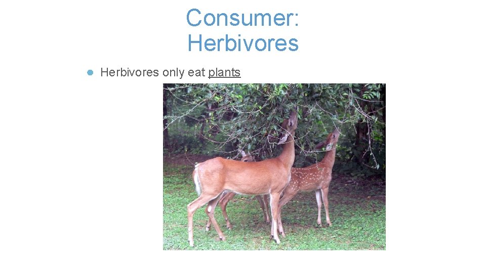 Consumer: Herbivores ● Herbivores only eat plants 