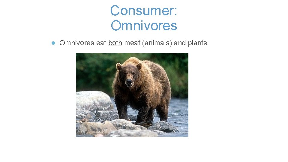 Consumer: Omnivores ● Omnivores eat both meat (animals) and plants 