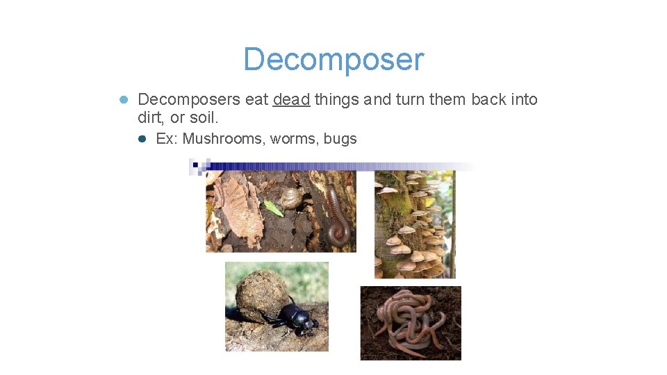 Decomposer ● Decomposers eat dead things and turn them back into dirt, or soil.