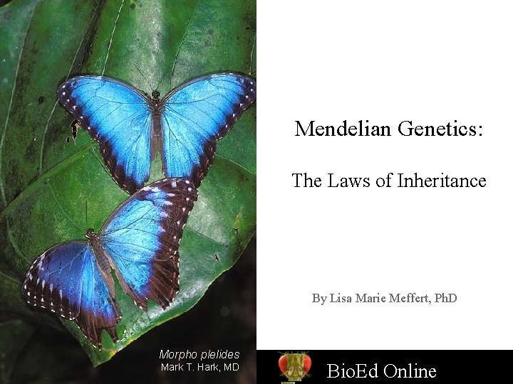 Mendelian Genetics: The Laws of Inheritance By Lisa Marie Meffert, Ph. D Morpho plelides