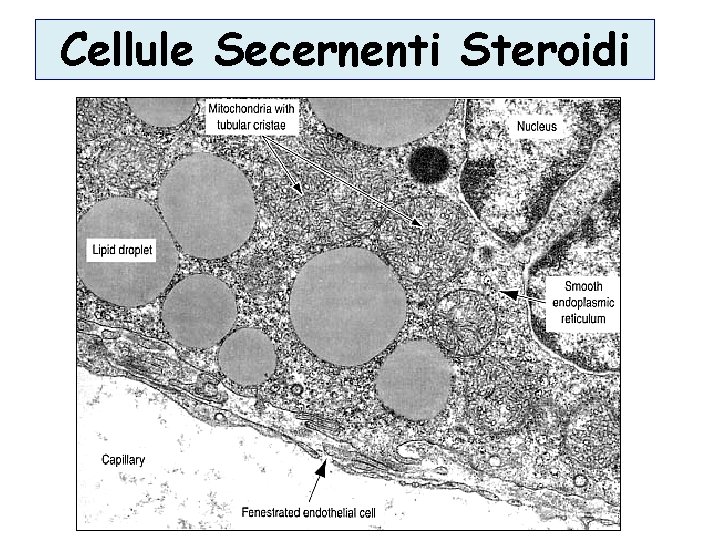 Cellule Secernenti Steroidi Cellule Secernenti Steroidi