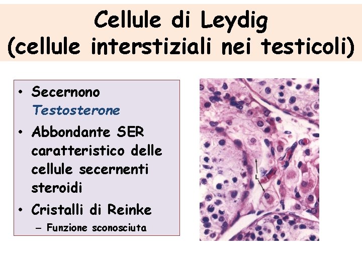 Cellule di Leydig (cellule interstiziali nei testicoli) • Secernono Testosterone • Abbondante SER caratteristico