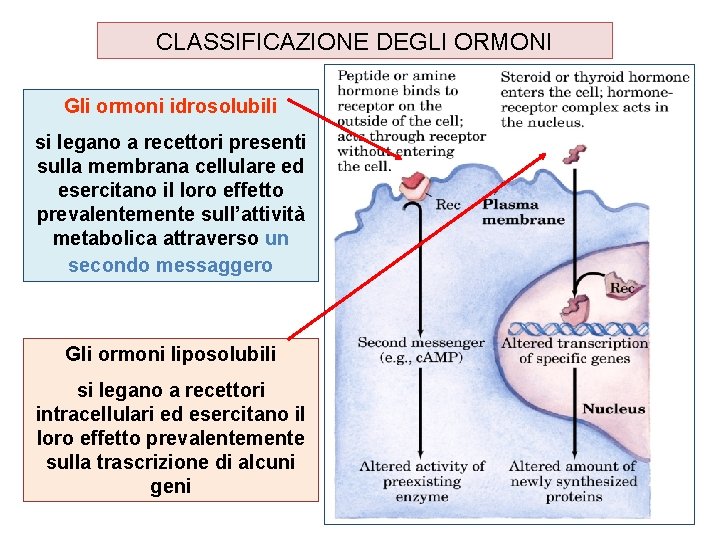 CLASSIFICAZIONE DEGLI ORMONI Gli ormoni idrosolubili si legano a recettori presenti sulla membrana cellulare