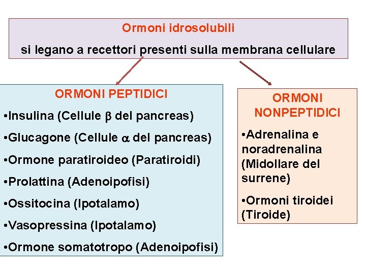 Ormoni idrosolubili si legano a recettori presenti sulla membrana cellulare ORMONI PEPTIDICI • Insulina