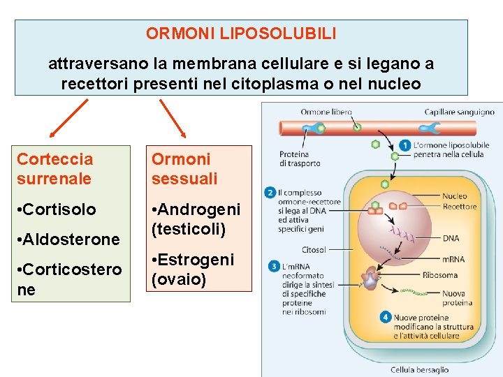 ORMONI LIPOSOLUBILI attraversano la membrana cellulare e si legano a recettori presenti nel citoplasma