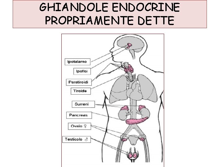 GHIANDOLE ENDOCRINE PROPRIAMENTE DETTE 