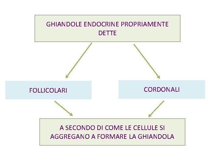 GHIANDOLE ENDOCRINE PROPRIAMENTE DETTE FOLLICOLARI CORDONALI A SECONDO DI COME LE CELLULE SI AGGREGANO