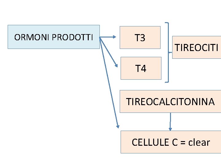 ORMONI PRODOTTI T 3 TIREOCITI T 4 TIREOCALCITONINA CELLULE C = clear 