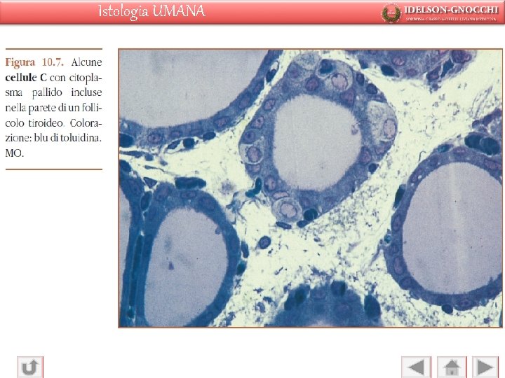 Istologia UMANA 