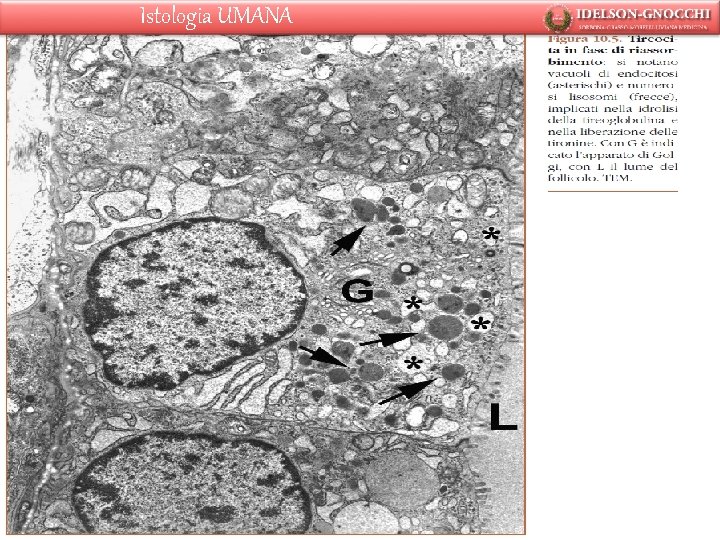 Istologia UMANA 