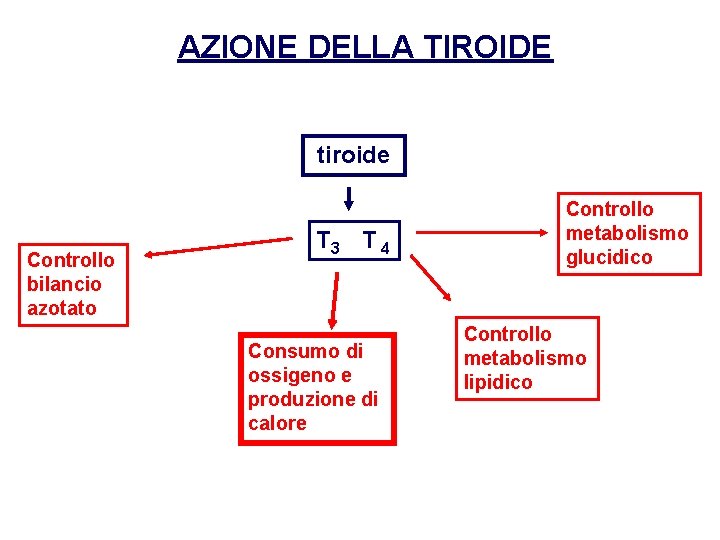 AZIONE DELLA TIROIDE tiroide Controllo bilancio azotato T 3 T 4 Consumo di ossigeno