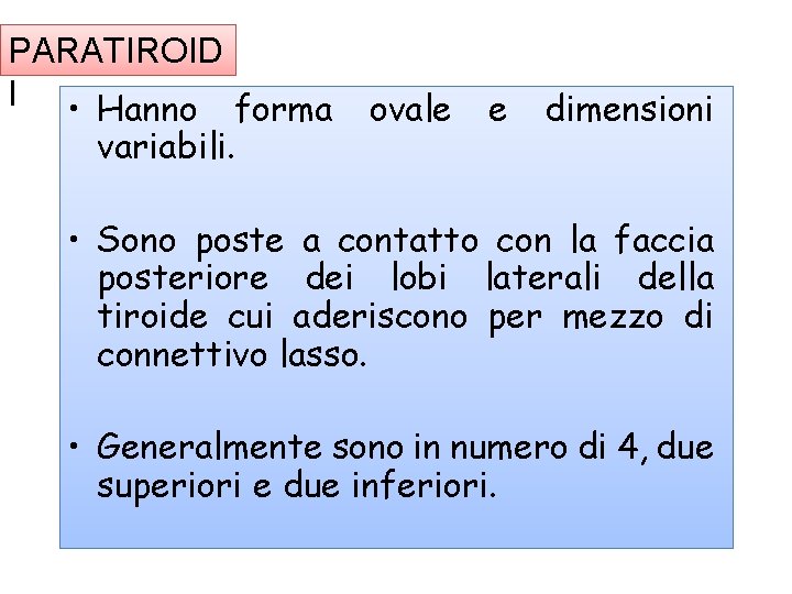 PARATIROID I • Hanno forma variabili. ovale e dimensioni • Sono poste a contatto