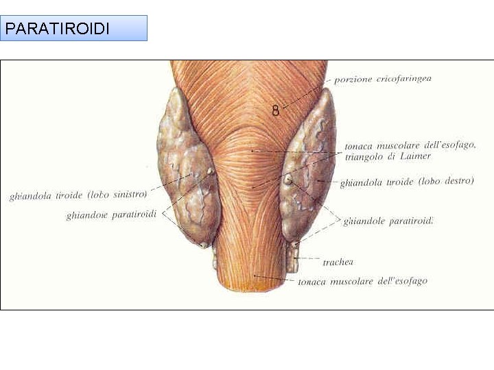 PARATIROIDI 