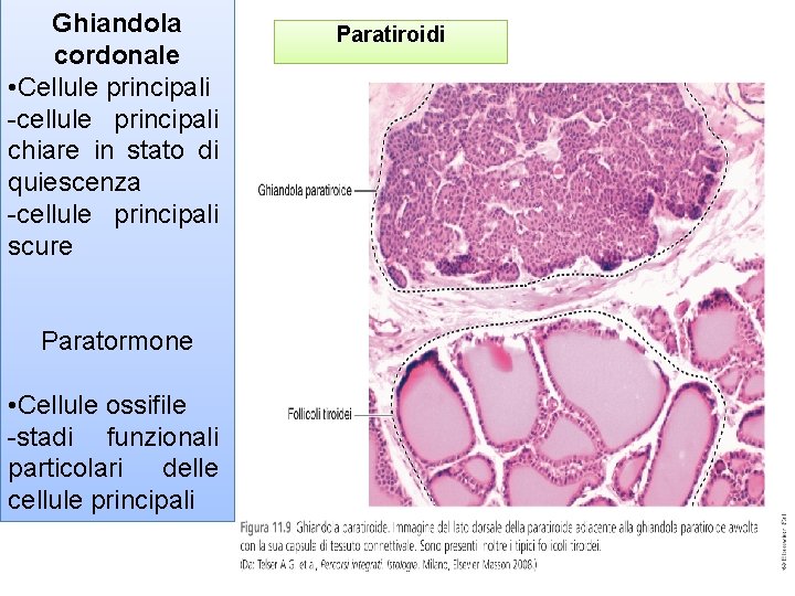 Ghiandola cordonale • Cellule principali -cellule principali chiare in stato di quiescenza -cellule principali