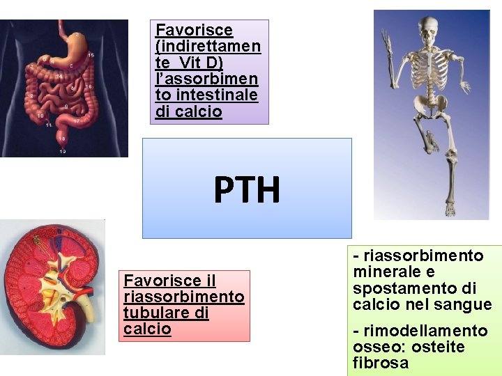 Favorisce (indirettamen te Vit D) l’assorbimen to intestinale di calcio PTH Favorisce il riassorbimento