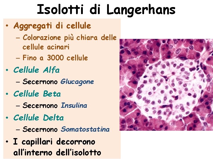 Isolotti di Langerhans • Aggregati di cellule – Colorazione più chiara delle cellule acinari