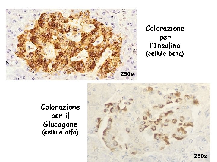 Colorazione per l’Insulina (cellule beta) 250 x Colorazione per il Glucagone (cellule alfa) 250