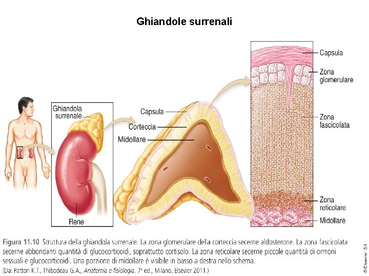 Ghiandole surrenali 