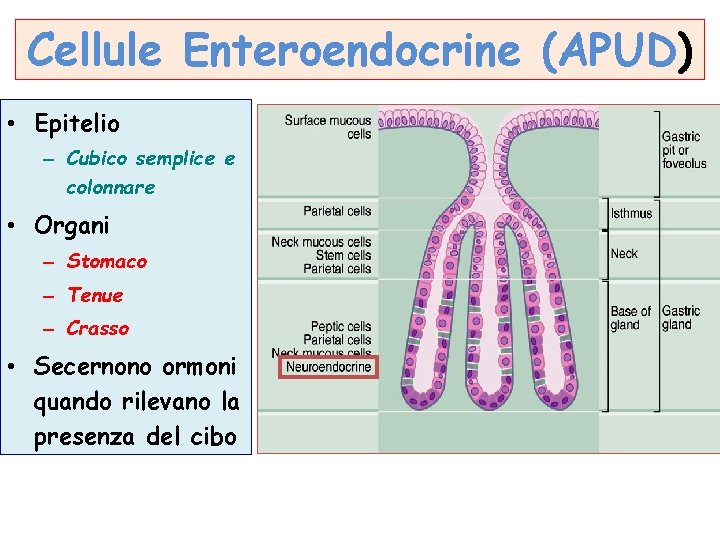 Cellule Enteroendocrine (APUD) • Epitelio – Cubico semplice e colonnare • Organi – Stomaco