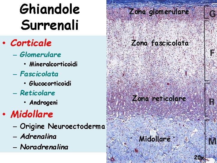 Ghiandole Surrenali • Corticale Zona glomerulare Zona fascicolata – Glomerulare • Mineralcorticoidi – Fascicolata