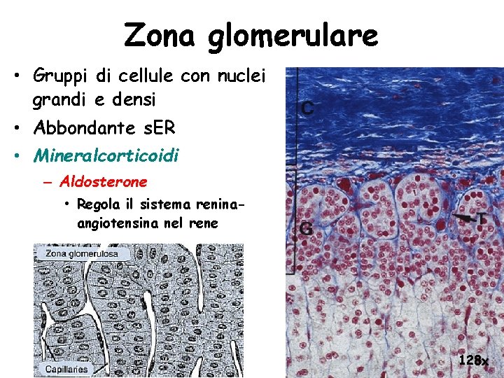 Zona glomerulare • Gruppi di cellule con nuclei grandi e densi • Abbondante s.