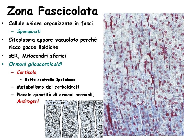 Zona Fascicolata • Cellule chiare organizzate in fasci – Spongiociti • Citoplasma appare vacuolato