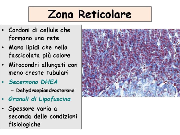 Zona Reticolare • Cordoni di cellule che formano una rete • Mano lipidi che