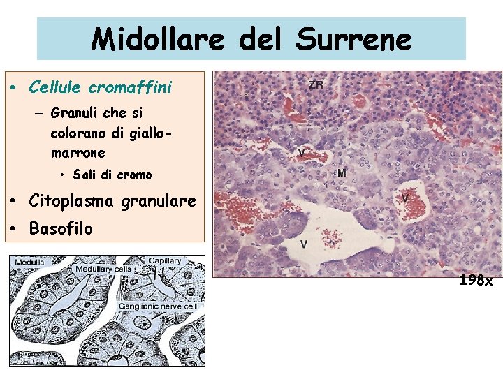 Midollare del Surrene • Cellule cromaffini – Granuli che si colorano di giallomarrone •