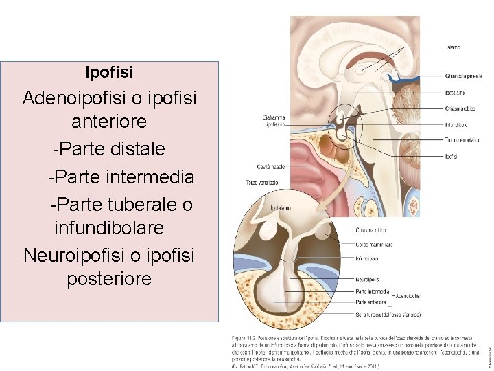 Ipofisi Adenoipofisi o ipofisi anteriore -Parte distale -Parte intermedia -Parte tuberale o infundibolare Neuroipofisi