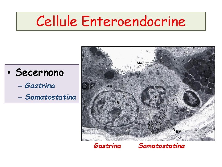 Cellule Enteroendocrine • Secernono – Gastrina – Somatostatina Gastrina Somatostatina 