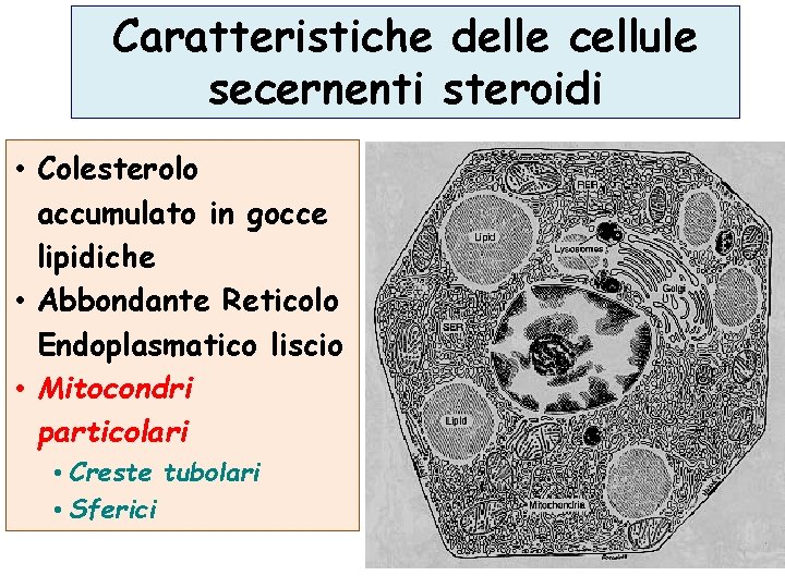 Caratteristiche delle cellule secernenti steroidi • Colesterolo accumulato in gocce lipidiche • Abbondante Reticolo