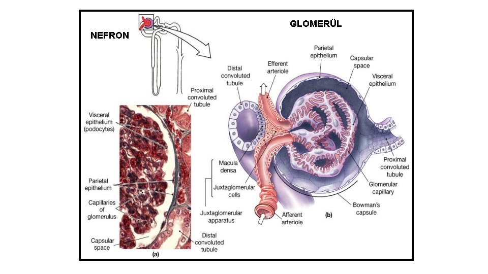 GLOMERÜL NEFRON 