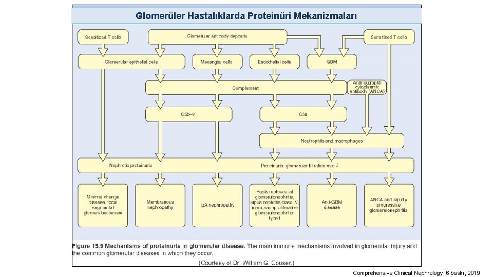 Glomerüler Hastalıklarda Proteinüri Mekanizmaları Comprehensive Clinical Nephrology, 6. baskı, 2019 