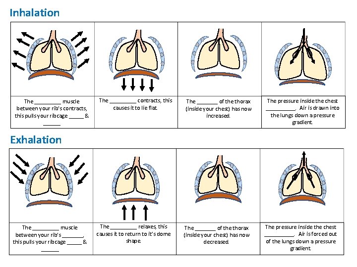 Inhalation The _____ muscle between your rib's contracts, this pulls your ribcage _____ &