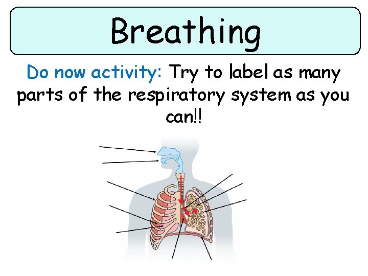 Breathing Do now activity: Try to label as many parts of the respiratory system