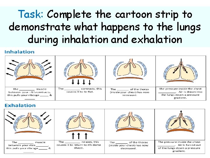 Task: Complete the cartoon strip to demonstrate what happens to the lungs during inhalation