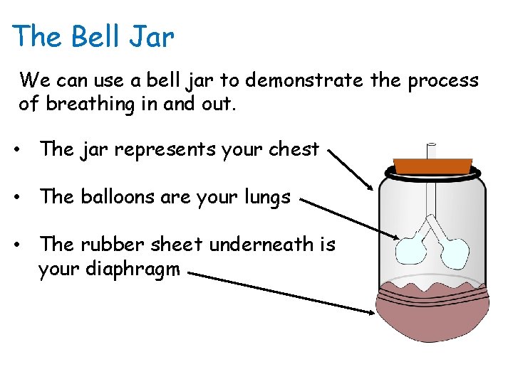 The Bell Jar We can use a bell jar to demonstrate the process of