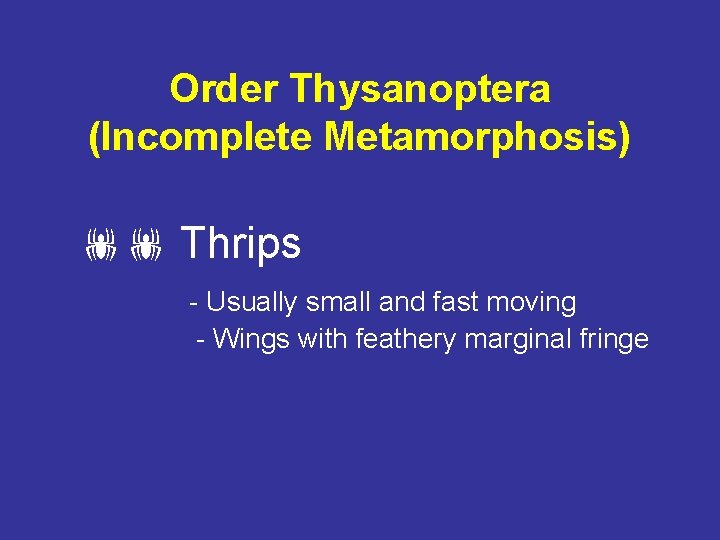 Order Thysanoptera (Incomplete Metamorphosis) Thrips - Usually small and fast moving - Wings with
