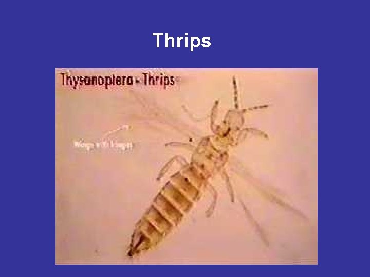 Thrips 