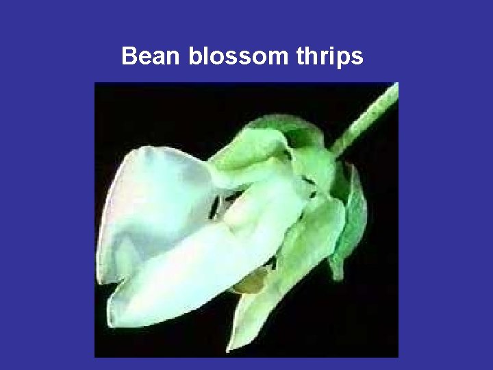 Bean blossom thrips 