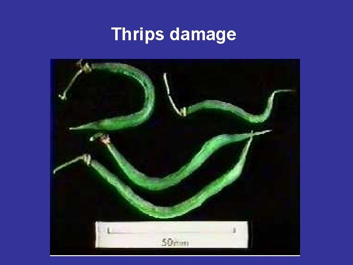 Thrips damage 