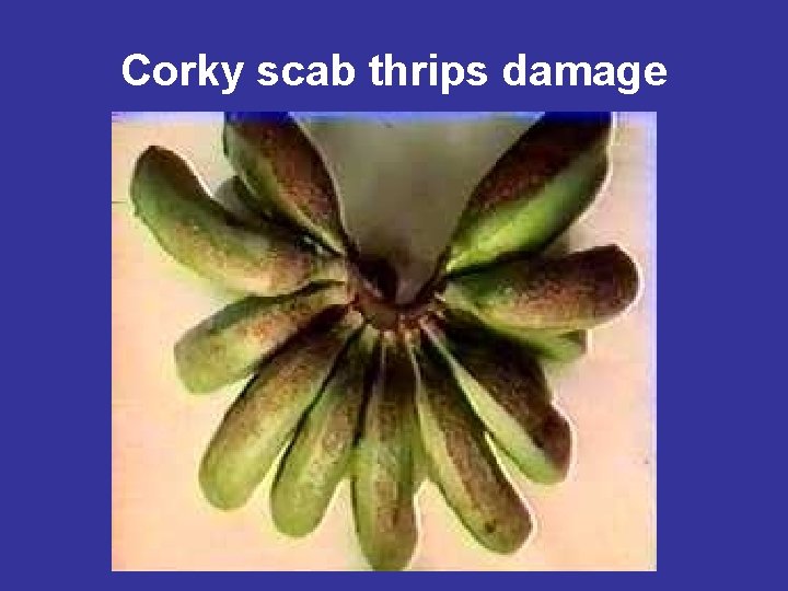 Corky scab thrips damage 