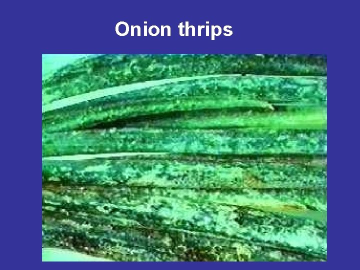 Onion thrips 